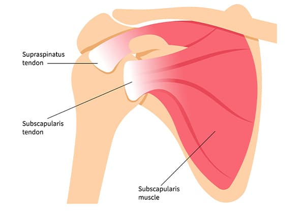 어깨 회전근개 해부학 구조 — Supraspinatus, Subscapularis